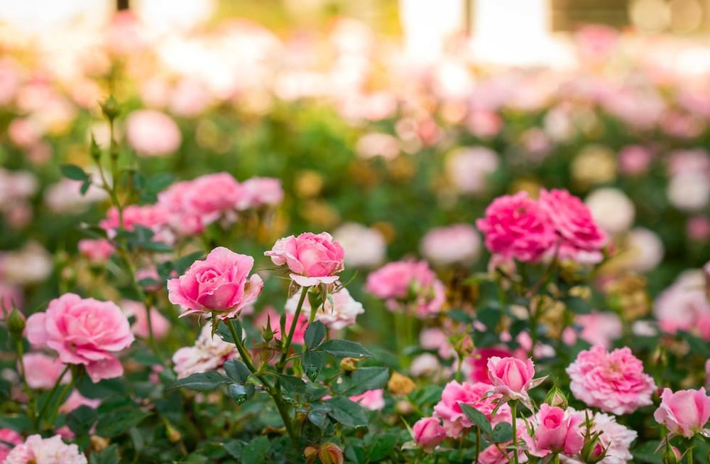 Si tenemos rosales, frutales y vides, lo mejor es esperar hasta la semana posterior al 31 de julio, cuando las heladas en el Centro y Norte del país sean menos intensas.