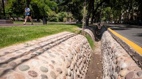 Los Andes | Para los investigadores una opción es comenzar a plantar árboles con menos exigencia de agua y resistentes a las sequías. Foto: Ignacio Blanco / Los Andes