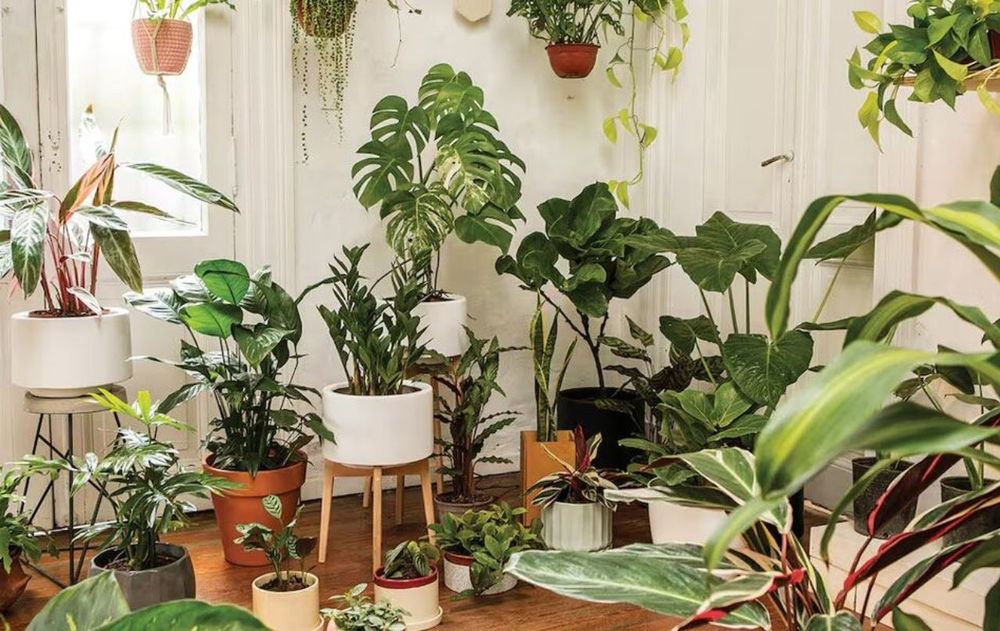 Llenar de plantas el hogar puede fortalecer algunos aspectos del entorno y quienes viven en ella.