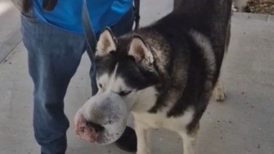 El animal y su dueño Damián viven en Cádiz, Rex es un husky siberiano y su amo hizo todo lo posible para poder salvarlo. Gentileza: La Voz del Sur.