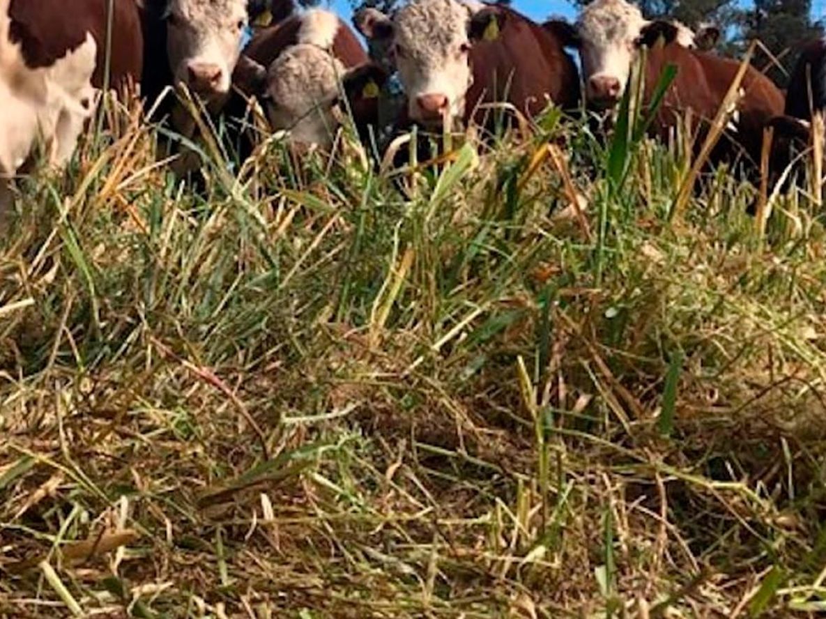 La Sociedad Rural del Valle de Uco realiza una jornada sobre ganadería y sustentabilidad