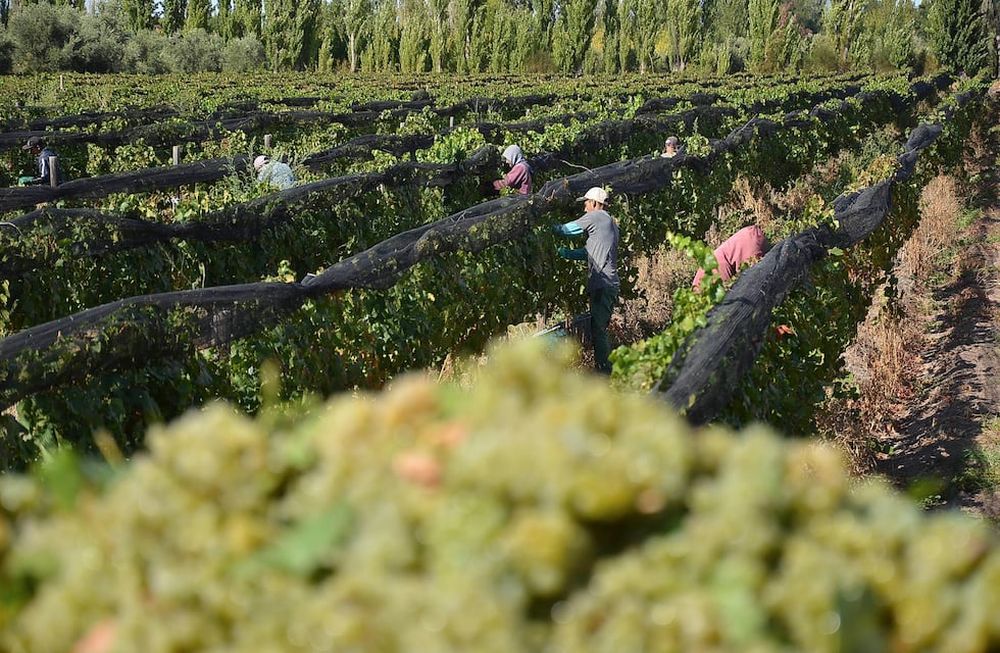 Más del 80% de los productores del Valle de Uco denuncian peores rendimientos en la cosecha 2022