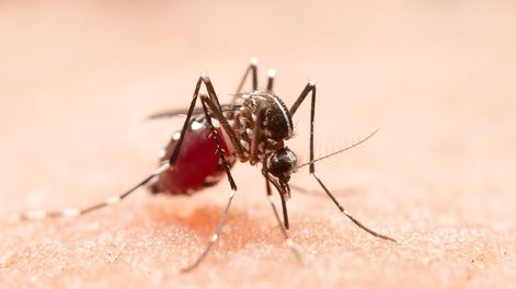 Dengue: tres personas murieron en Tucumán y los casos siguen aumentando en todo el país.
