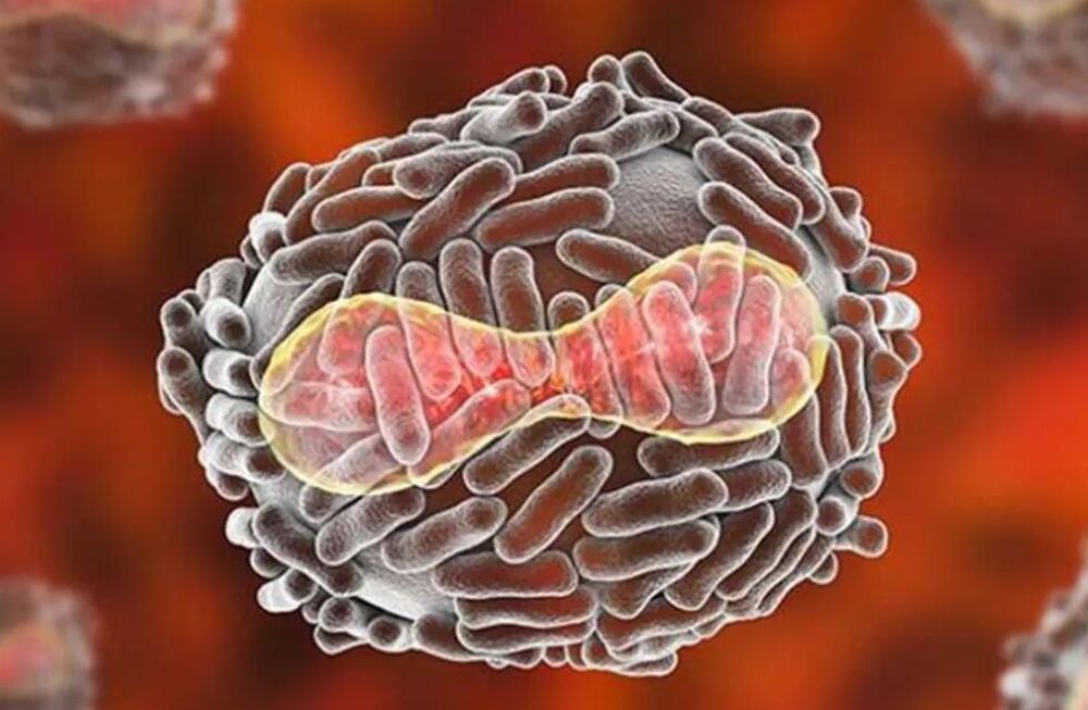 La agencia británica de seguridad sanitaria, dijo que el virus no se contagia fácilmente entre personas por lo que el riesgo para la población es bajo.