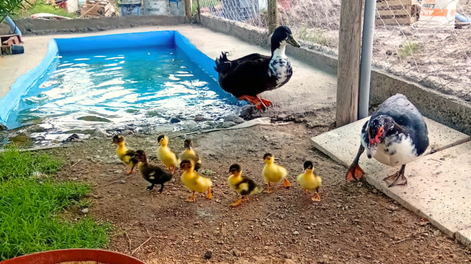 La nueva vida del Pato Juan tras su depresión: llegó Juana y fue papá de 8 patitos (fotos y videos)
