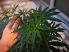 Cannabis medicinal en Mendoza. Cannabis medicinal en Mendoza.