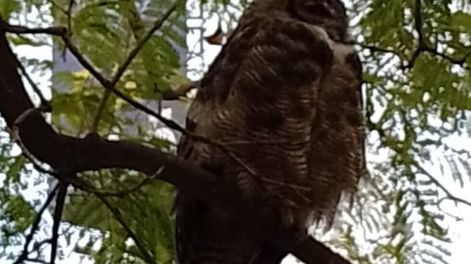 Los Andes | El extraño habitante que sorprende a los vecinos y estudiantes de la UTN y está “instaladísimo” en el lugar. Foto: gentileza Nancy Sabatini