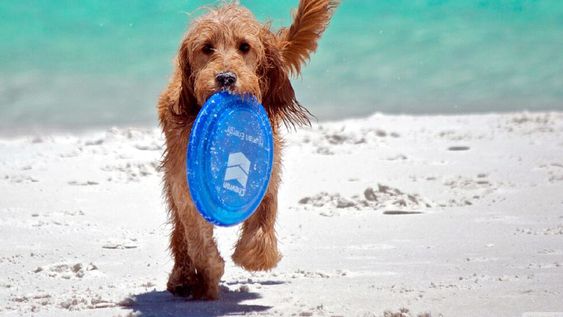 Mascotas: ¿cómo cuidarlas en la playa?