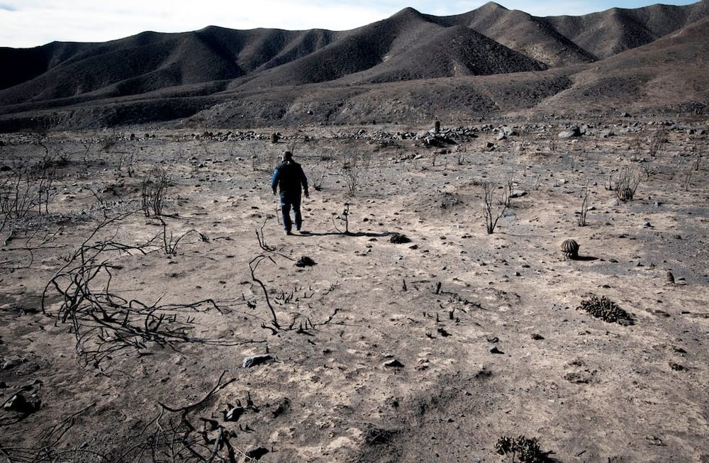 Luego de los estudios científicos, el grupo comenzó a trabajar en la zona afectada, cercana al río Blanco, recomponiendo bosques nativos y pastizales. Foto: Orlando Pelichotti / Los Andes.