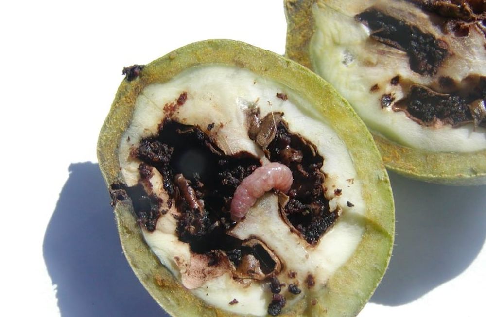 El Iscamen lanzó la primera alerta para el control de la carpocapsa. En la foto, se observa el daño que la plaga hace en nogales. Gentileza Iscamen