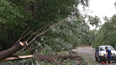 Árbol caído en Valle de Uco