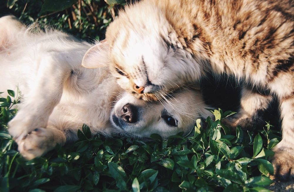 Se viene el Día del Animal: ¿qué tan bien conocés a tu mascota?