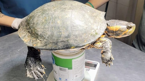 Dos yacarés, loros y hasta tortugas, los animales que vendían en redes sociales y ya están en rehabilitación. Foto: Gentileza Fauna Silvestre Mendoza