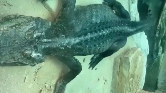 Preocupante estado de salud de un cocodrilo en un zoológico de China.