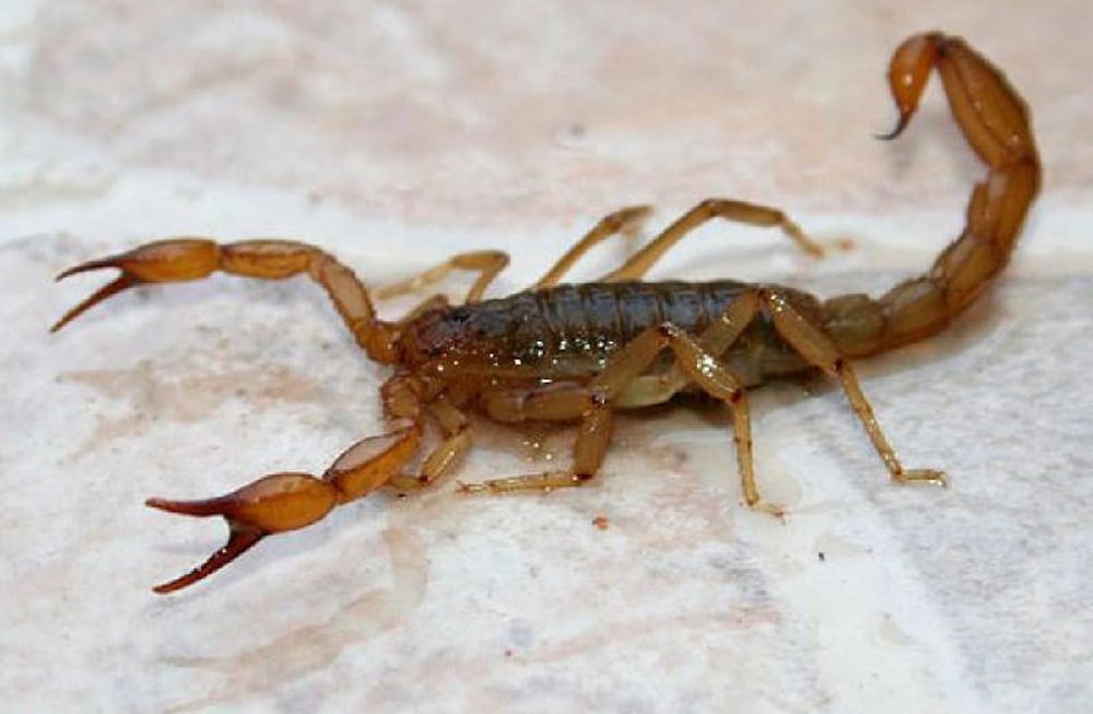 Imagen ilustrativa alacrán. Foto: Web