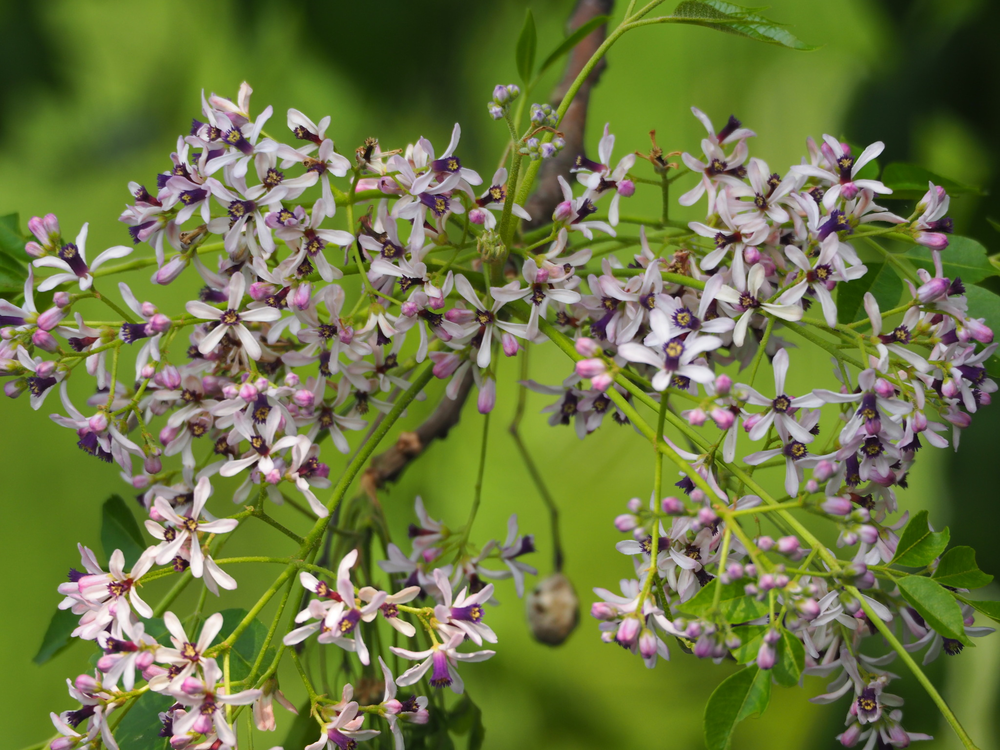 El arbol transforma jardines y potencia la jardiner&iacute;a gracias a estas asombrosas plantas.