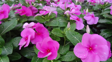 Las plantas llenan el jardín y hacen fácil la jardinería todo el año.