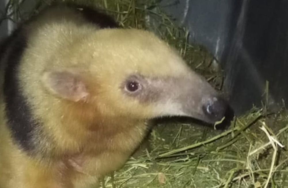 Fotos y video: el oso rescatado en Santa Rosa ya tiene nombre, está mucho mejor y su liberación es inminente. Foto: Gentileza Fundación Cullunche