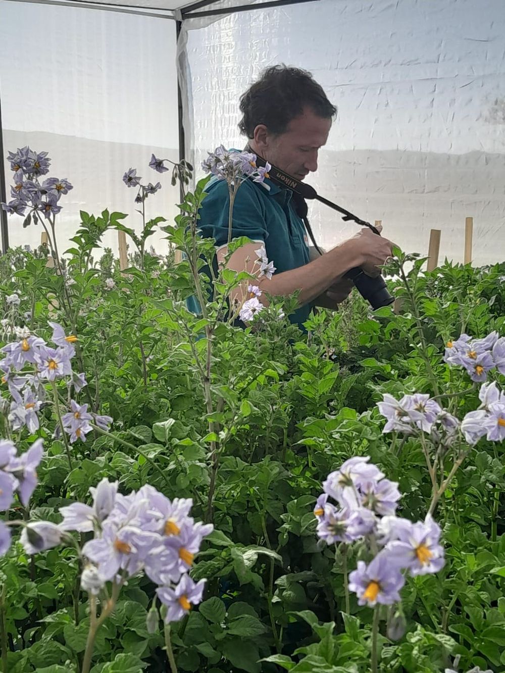 Carlos Marfil, investigador de INTA-CONICET, registrando líneas experimentales del Plan de Mejoramiento de Papas Andinas del INTA Mendoza