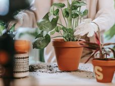 El cuidado de las plantas con el frío