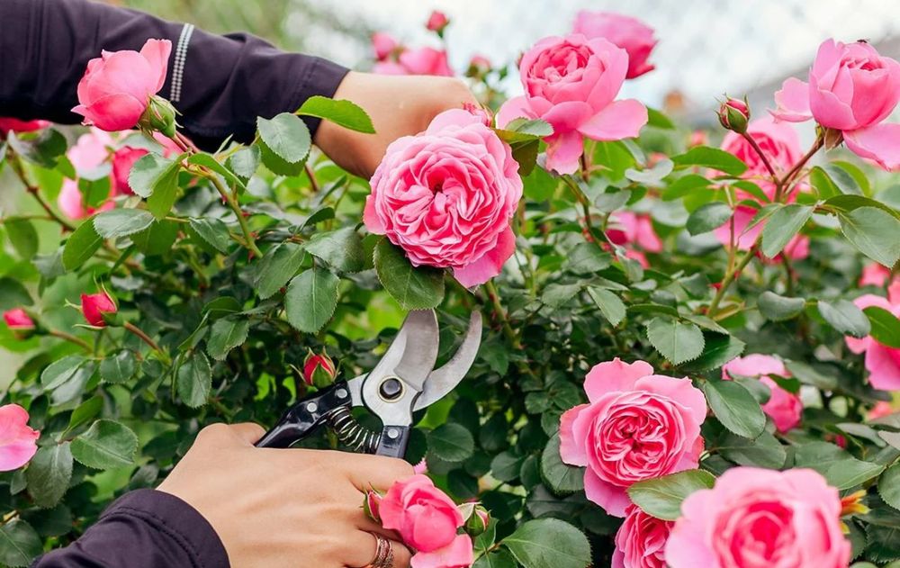 En poco tiempo, los rosales pueden recuperar vida, perfume y color dentro del jardín con los pasos esenciales.