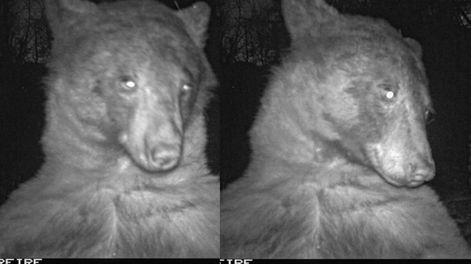 Luego de que la cuenta de Twitter mostrara cuatro selfies del animal, una usuaria (a modo de chiste) se quejó: nos deben 396 selfies de osos. Foto: @boulderosmp / Twitter.