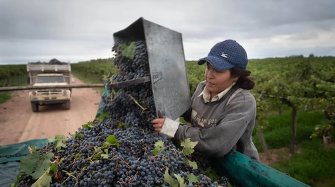 Distintas entidades vitivinícolas consideran que la cosecha estará por encima y por debajo de lo pronosticado por el INV