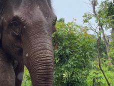 A 2 años del traslado de la elefanta Guillermina a Brasil: así está hoy y la tierna foto cuando apenas nació. Foto: Instagram @sanctuary4elephants