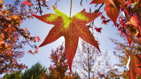 Los Andes | Engalanando especialmente en estos meses las veredas y senderos, las preciosas hojas del Liquidambar ofrendan sus tonalidades rojizas y nos invitan a pasear.