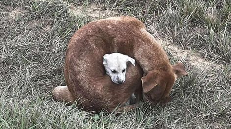 Los Andes | perra cachorro frío texas