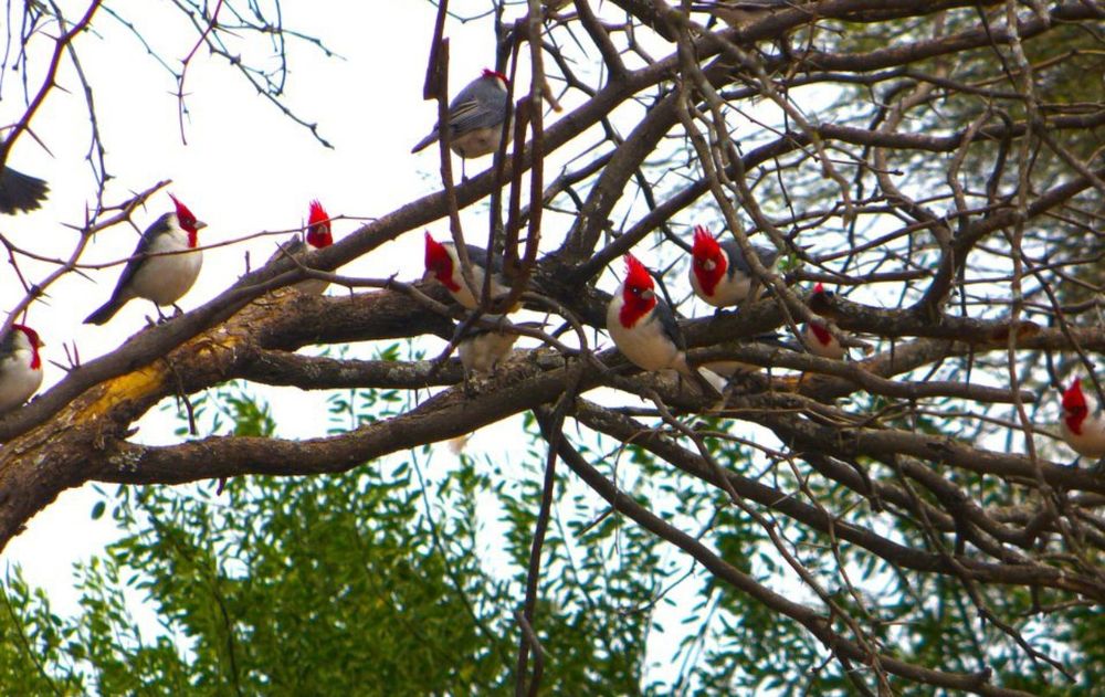 Ofrecer alimento natural a las aves a través de los árboles frutales no solo embellece el jardín, sino que también genera un punto de encuentro con la naturaleza.