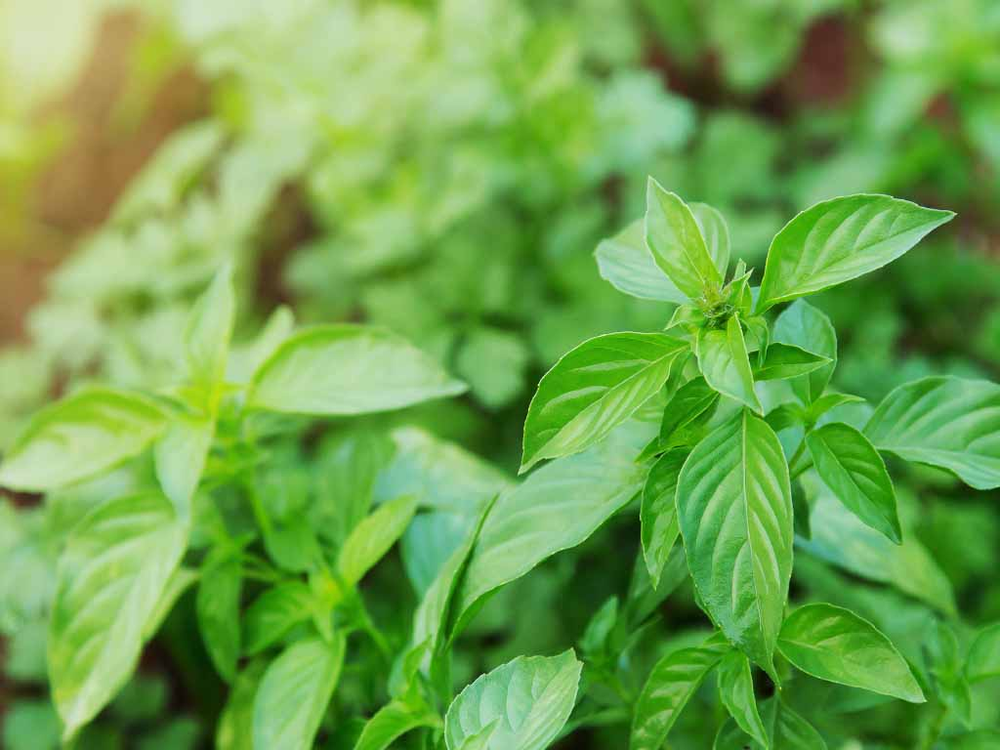 En el jard&iacute;n, la jardiner&iacute;a revela plantas m&aacute;gicas que perfuman y protegen.