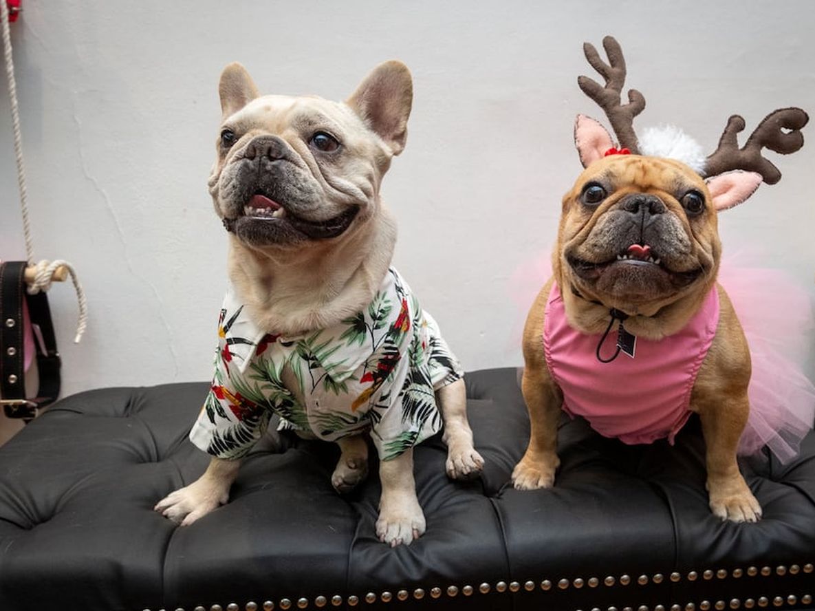 Una canchera camisa hawaiana o un disfraz de reno para pasar las Fiestas, opciones de la boutique para mascotas Russo & Co. | Foto: Ignacio Blanco / Los Andes
