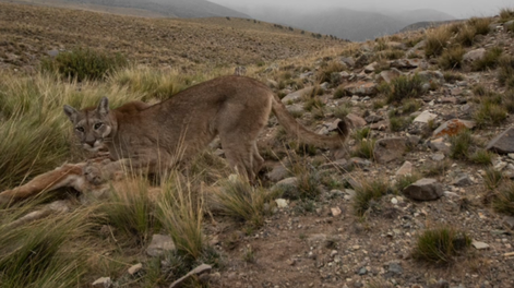 Puma fotógrafo: así quedó la secuencia de fotos insólitas que tomó de sí mismo un felino en Villavicencio