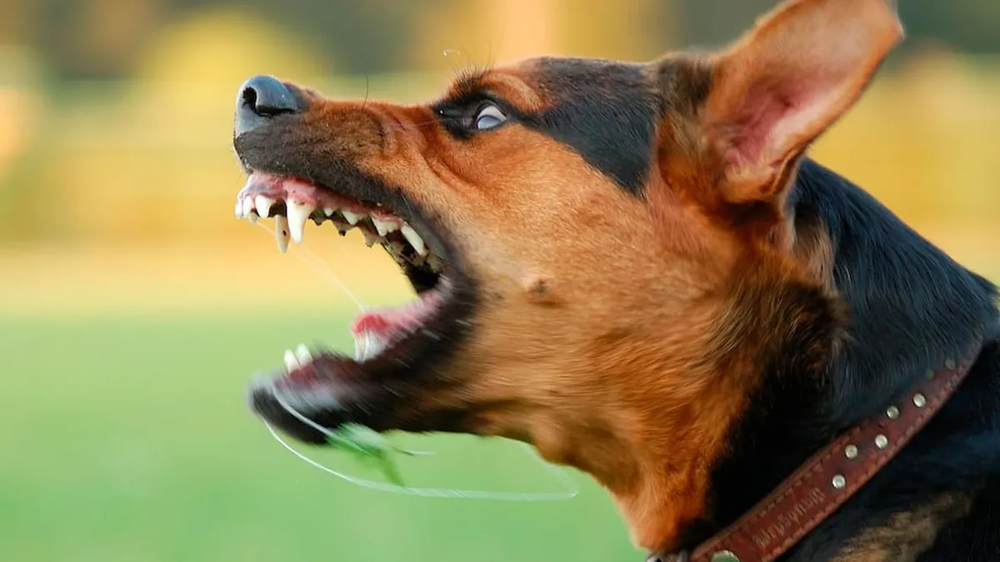 9 razas de perros con los ladridos más raros de todos.