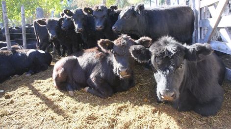 Este sábado se dará el evento central de la Fiesta de la Ganadería en General Alvear. - Foto: Gentileza