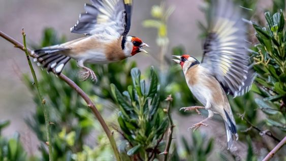 Las semillas son simples de conseguir y las cáscaras deberás guardarlas. Esta combinación es ideal para que el jardín se llene de pájaros.