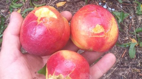 Navidad no tan feliz: el granizo castigó a zonas productivas de Mendoza y hubo dolorosas pérdidas. Foto: X @enzogarciac