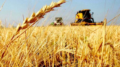 Rusia es el primer exportador mundial de trigo  - Por Jorge Castro