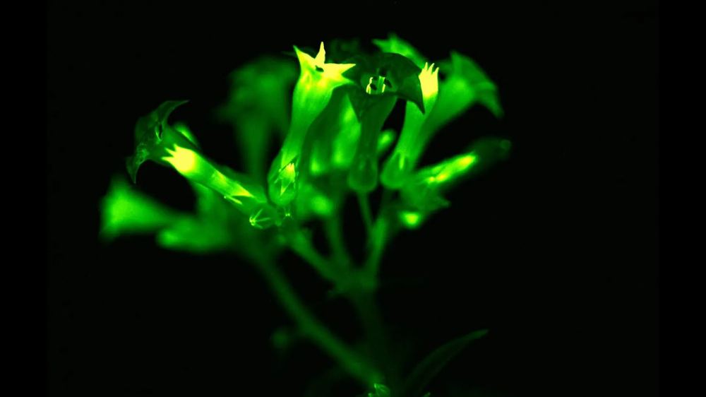 3 plantas que brillan en la oscuridad y son 100% reales