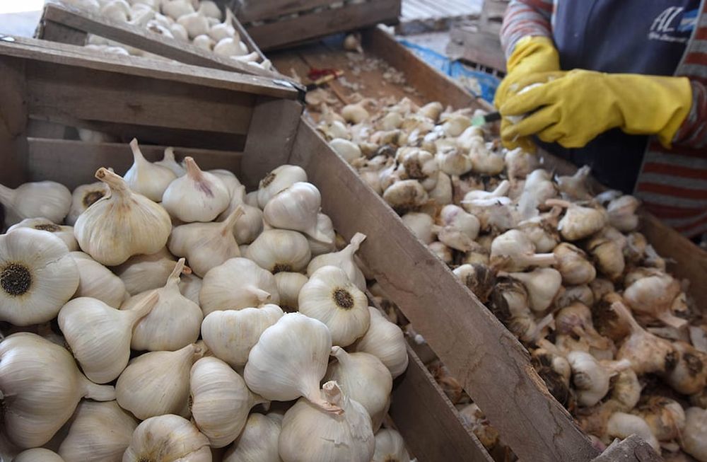 El fuerte crecimiento del cultivo de ajo en Brasil complica las exportaciones mendocinas a ese destino