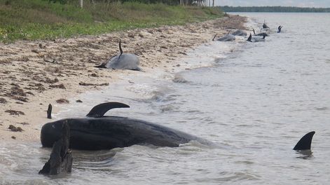 Un centenar de delfines y manatíes muertos en Florida por la marea roja