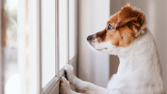 Un veterinario confirmó cuánto tiempo puede quedarse solo un perro.