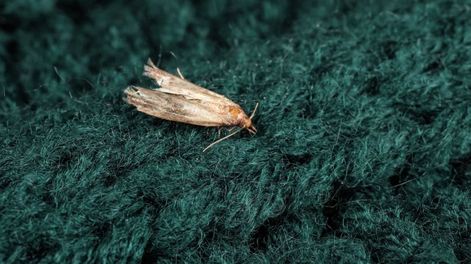 Un simple cambio que mejora el cuidado de la ropa y el ambiente del hogar.