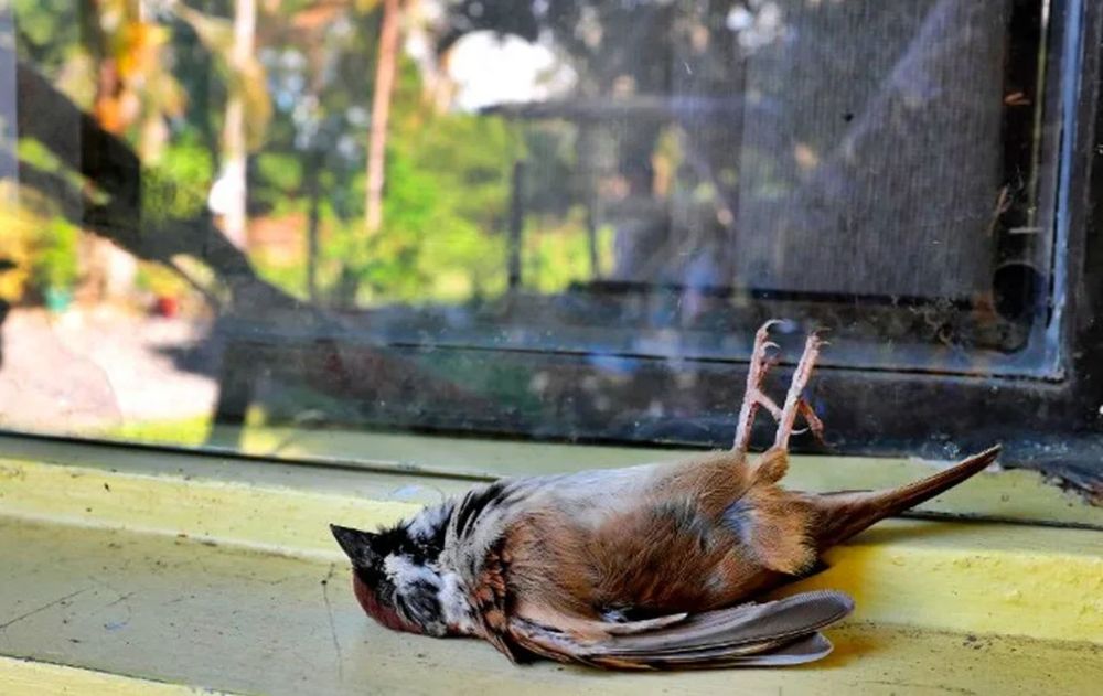 Existen diferentes formas simples para que los pájaros no se confundan por el reflejo del sol y sin gastar dinero.
