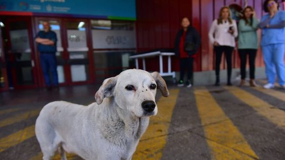 El perrito del Hospital de Urgencias que esperó a su dueño fallecido y que finalmente fue adoptado por una vecina de barrio Pueyrredón. (José Hernández/La Voz)