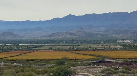 El viñedo de El Esteco, con la Sierra del Aconquija de fondo. - Foto: Los Andes
