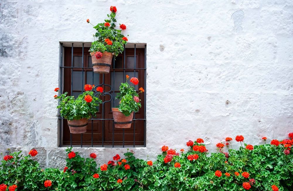 Many of blooming red geraniums near the wall of the house and around the window, a wall of light color, pots with red flowers on the window