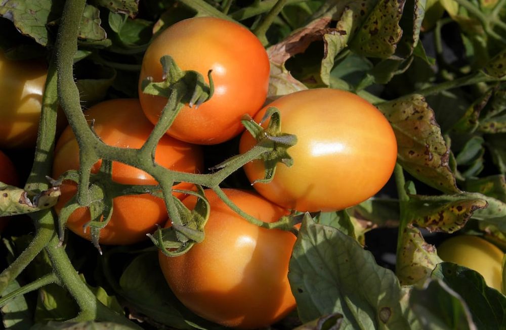 En Argentina, durante 2020, se consumieron alrededor de 650 mil toneladas de tomate para industria. Sólo 454 mil toneladas fueron “locales”. El resto se importó. Foto Orlando Pelichotti / Los Andes