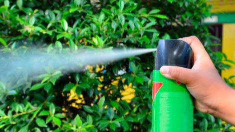 Las cucarachas - Por Jorge Sosa